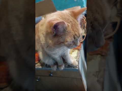 Meet Manik (the little mandarin), our korridor and street cat. 6 марта 2025 г.