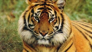 TYGER BY WILLIAM BLAKE