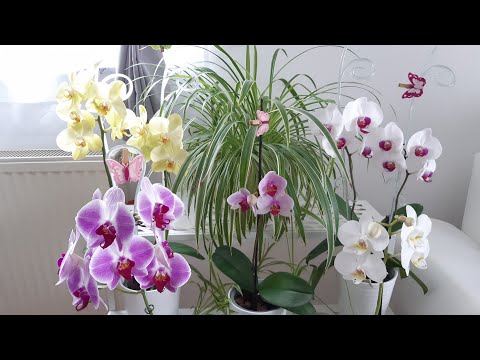 , title : 'Orhidee Phalaenopsis😍. Îngrijite cu soluții naturale la îndemâna oricui😉.'