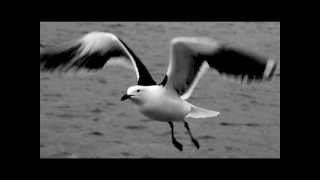 Kehlvin-Albatross