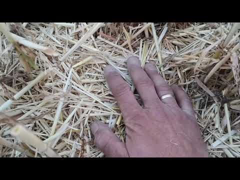 Unsere Landwirtschaft 2019 Stoppelbearbeitung auf "Betonböden"