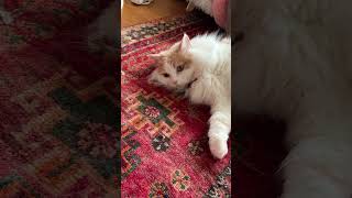 我が家の主マンチカン姫君 #cat  #cute  #munchkinfold