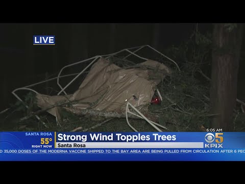 WIND STORM: Howling Winds Topple Tree Onto Santa Rosa Home
