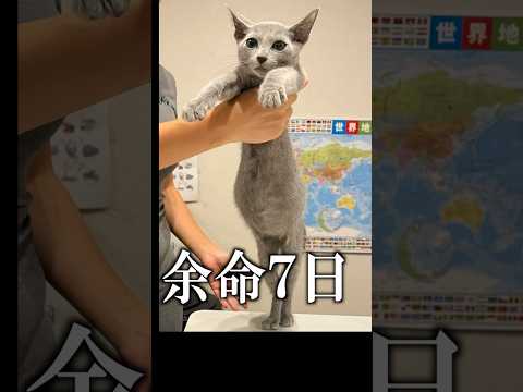 余命一週間と言われた猫よ生きる姿です#猫 #FIP #猫伝染性腹膜炎