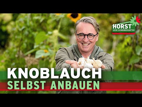 , title : '5 Tipps für eine reiche Knoblauch-Ernte und dicke Knollen | Horst sein Schrebergarten'