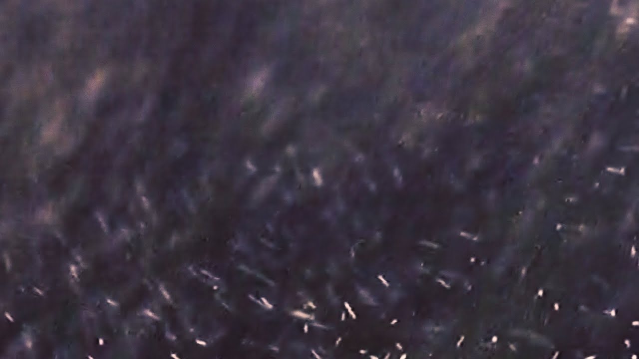 Inspection 01 | Short Film