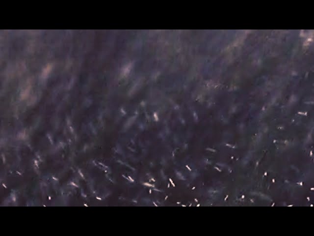 Inspection 01 | Short Film