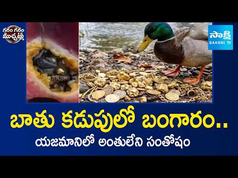 ఉబ్బితబ్బిబైన యజమాని | Gold in the Belly of Duck | Garam Varthalu | @SakshiTV