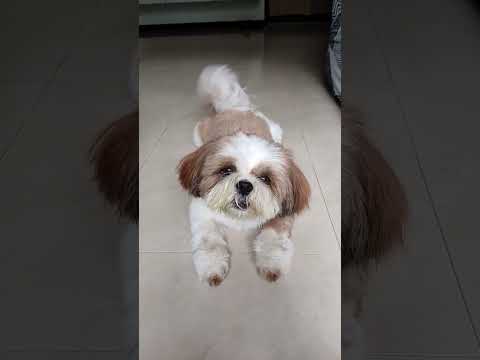 Dog Barking Video | Kyro the Shihztu🐕🎀
