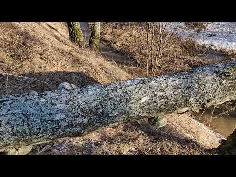 Russian river and forest 4K for TV