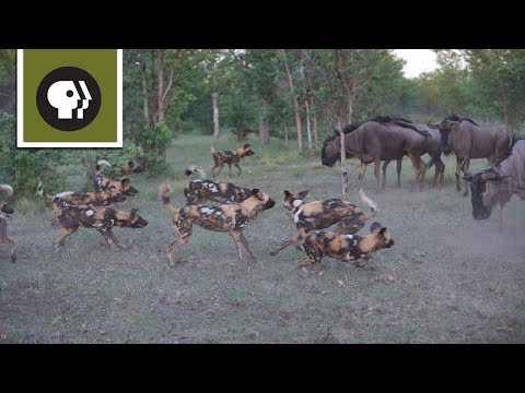 Wild Dogs Take on Wildebeest