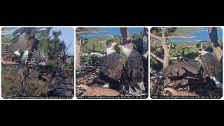 Kaydee is actively arranging sticks in the nest; Shadow rejects Kaydee's advances @FOBBVCAM