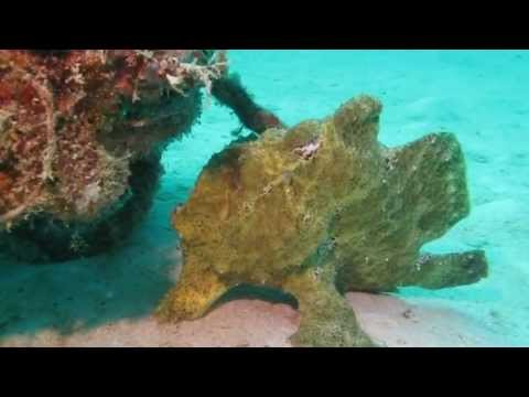 Anglerfisch/Frogfish