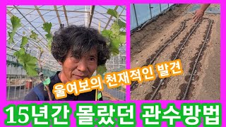포도심다 발견한  우리 여보의 천재적인 관수방법 관주,점적터이프 점적호스 샤인머스켓,루비로망 전원일기 텃밭 …