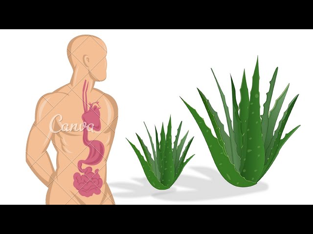 הגיית וידאו של Aloe בשנת אנגלית