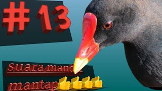 Download lagu suara burung mandar batu pemikat #13 mp3