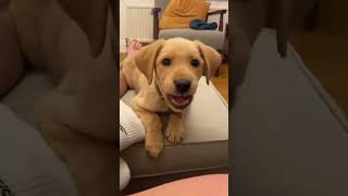 Cute puppies making every bad day disappear in seconds🐶 #FunnyDogs #CutePuppies #PuppyLove #PetHumor