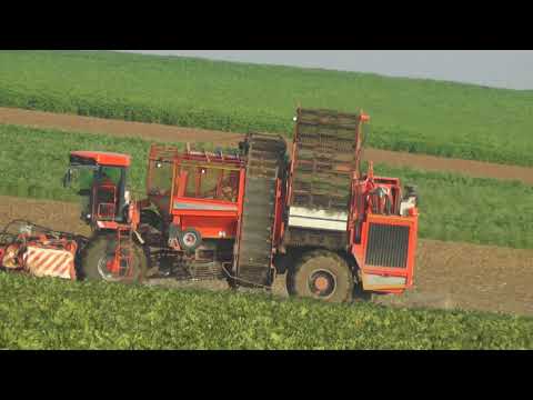 Die Großen Giganten von den Rübenbauern sind wieder unterwegs die Ernte Zeit ist dafür Zuckerüben er