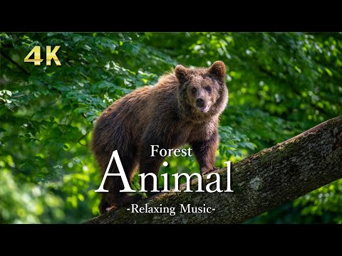 ロビン: ボタンの目と笛 自然と動物