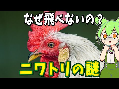 ゴールデン ガリア ルースター