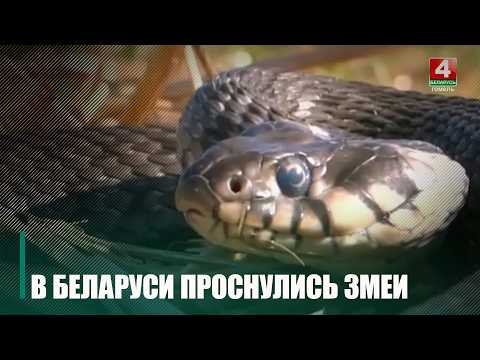 Касается не отдела бухгалтерии. Змеи проснулись в Беларуси видео
