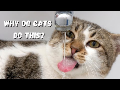 Why Your Cat Isn't Drinking Water | 3 Tricks To Help Your Cat Stay Hydrated