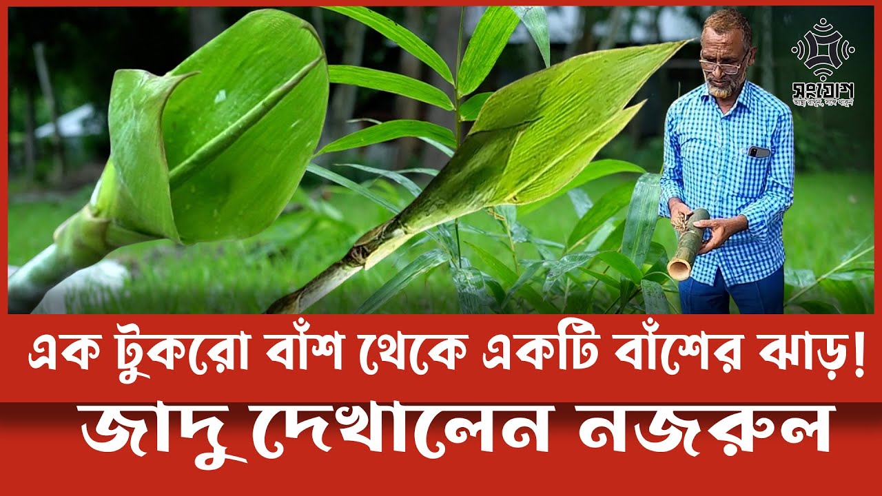এক টুকরো বাঁশ থেকে হচ্ছে একটি বাঁশের ঝাড়