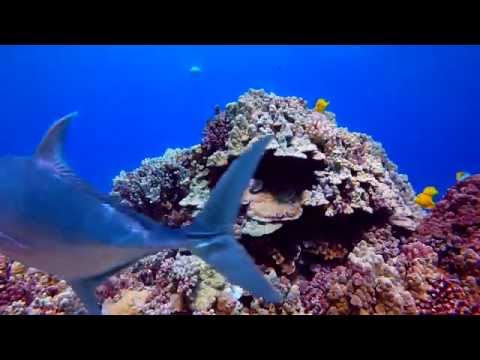 Molokini crater Maui snorkel