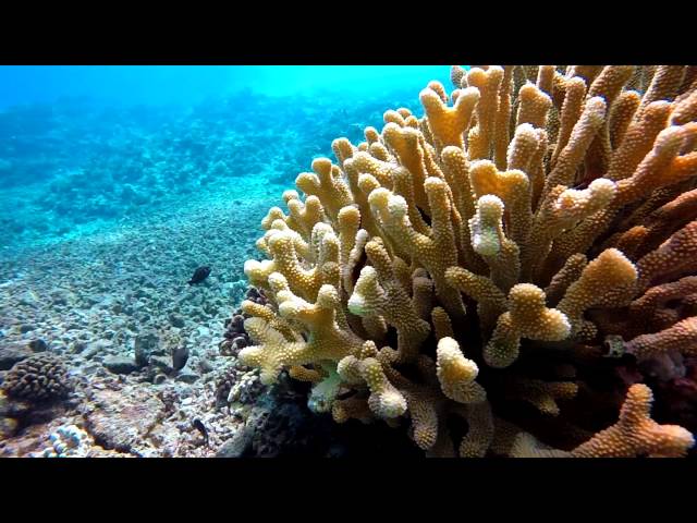 Molokini crater Maui snorkel