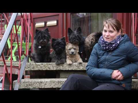 Gassi mit der Hundebande Hundekanal | Cairn Terrier