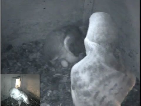 Het eerste ei voor de kerkuilen in Amerongen - Vereniging voor Dorp en Natuur Amerongen - Leersum