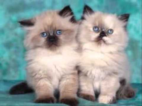 de ce oare eu te am cunoscut