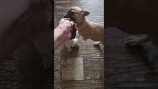 Video preview image #1 Pug-Unknown Mix Puppy For Sale in Wakefield, RI, USA
