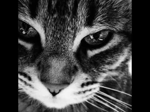 IGNICIÓN CAUTELA // CATARSIS (Con Ma.Nada)