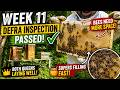 The DEFRA Inspector Visited My Apiary!  Week 11 Beekeeping