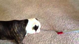 Persephone vs Vacuum 2