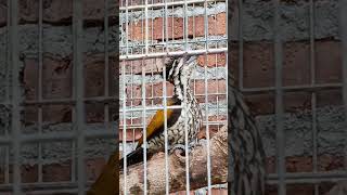 Download lagu Pelatuk Bawang Gacor,Pancingan pelatuk bawang bahan/macet bunyi mp3