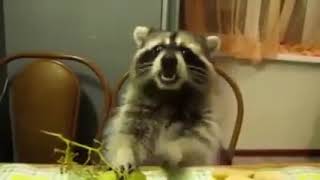 Cover art for Rap de Kirby