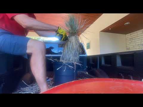 How to prune a yucca easily