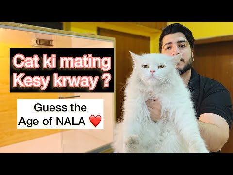 How to Breed a Persian Cat | Tips for Cat mating | Persian Cat breeding