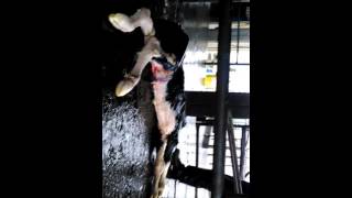 Cow giving birth