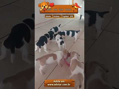 Vídeo de eles não tem nome 