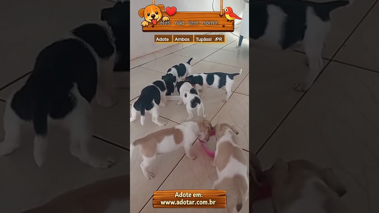Cachorro raça SRD-ViraLata idade Abaixo de 2 meses nome eles não tem nome 