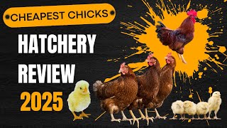 Hoovers, Meyer, Cackle Best Online Hatchery for Ordering Baby Chicks 7 Popular Sites Compared!