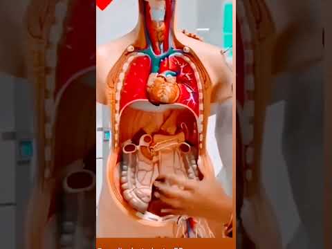 How the Human Body Actually Works