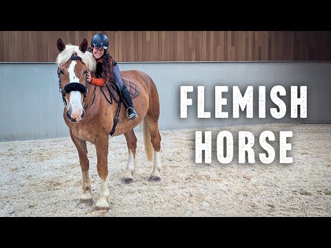 Riding the Flemish Draft Horse in Belgium (Vlaams Paard)