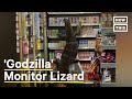 6-Foot-Long Monitor Lizard Climbs 7/11 Shelves #Shorts
