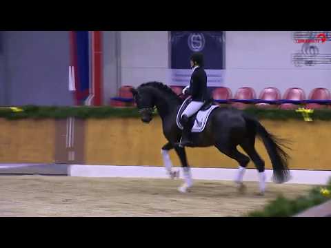 Dressurhengste Schleier | Flashback | Hengstschau Vechta 2019