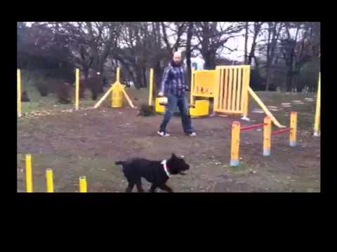 Nero first steps in agility