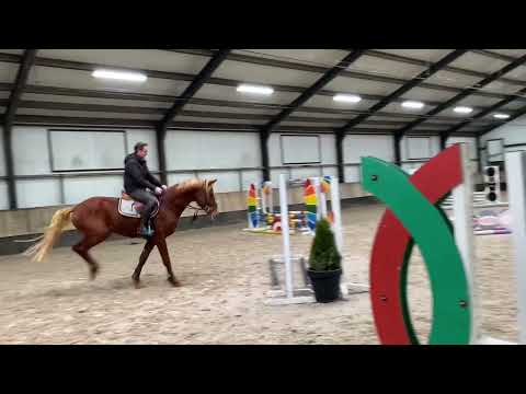 Chacfly ps (chacco blue) x Zambesi tn x Burggraaf 3 years old approved stallion